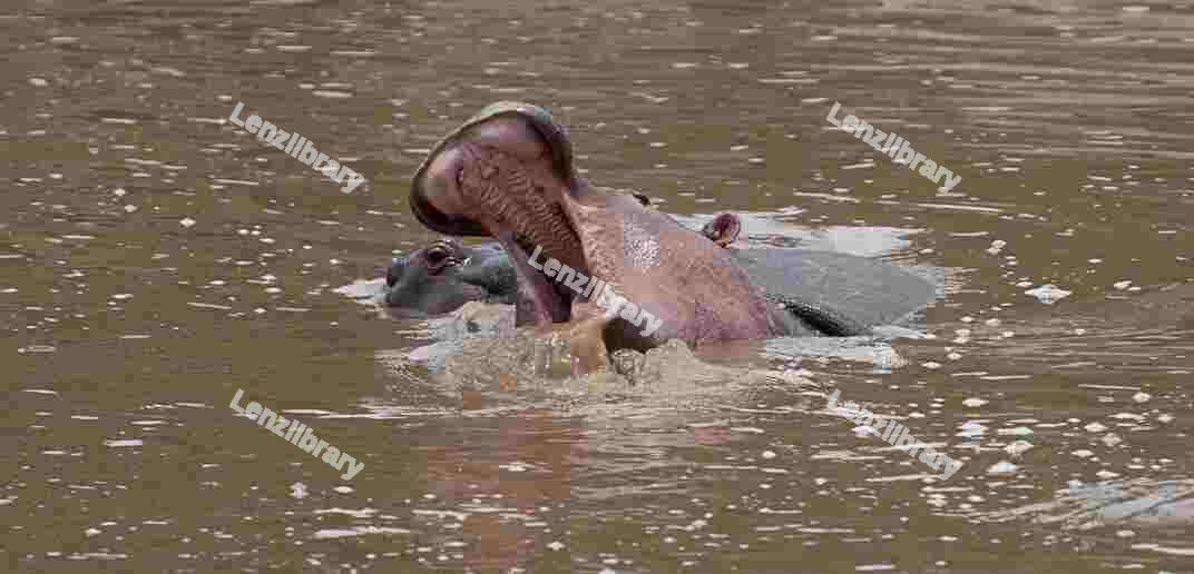 Hippo n the water